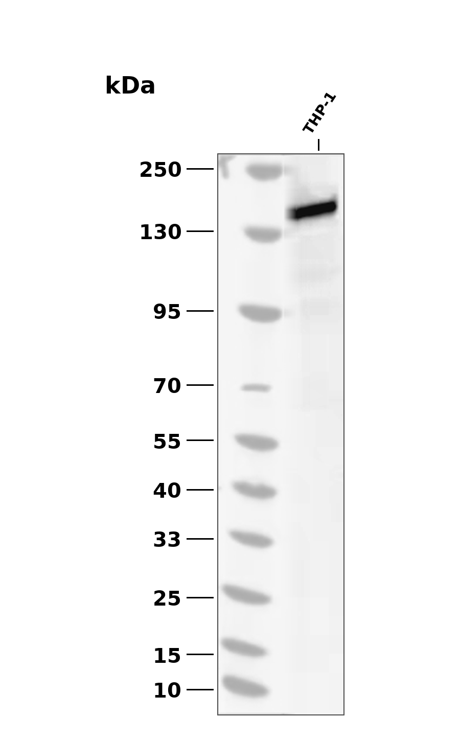 PLCG2 (Phospho-Tyr753) Antibody