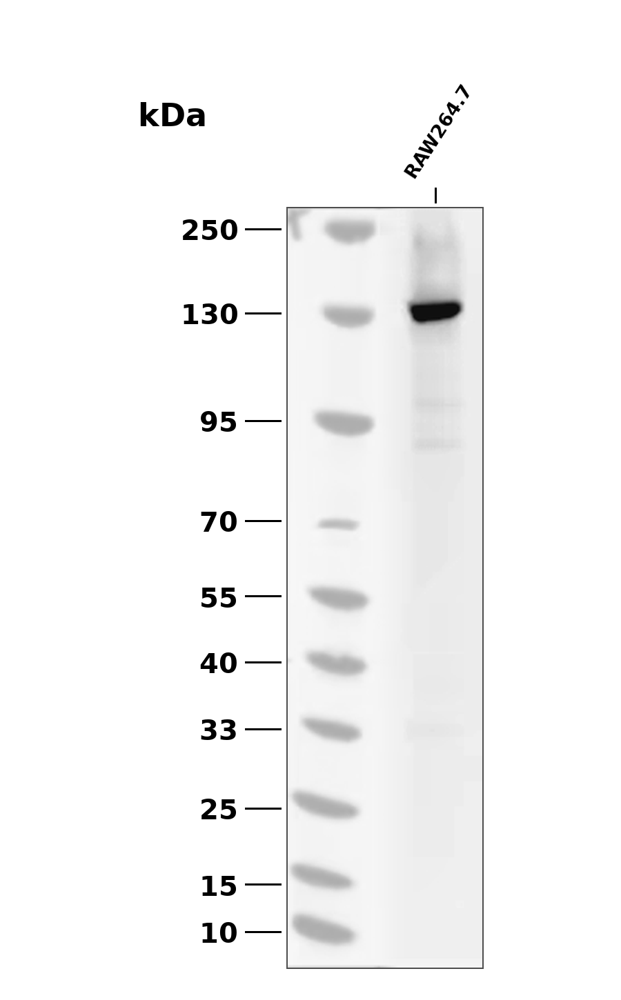 PLCG1 (Phospho-Tyr771) Antibody