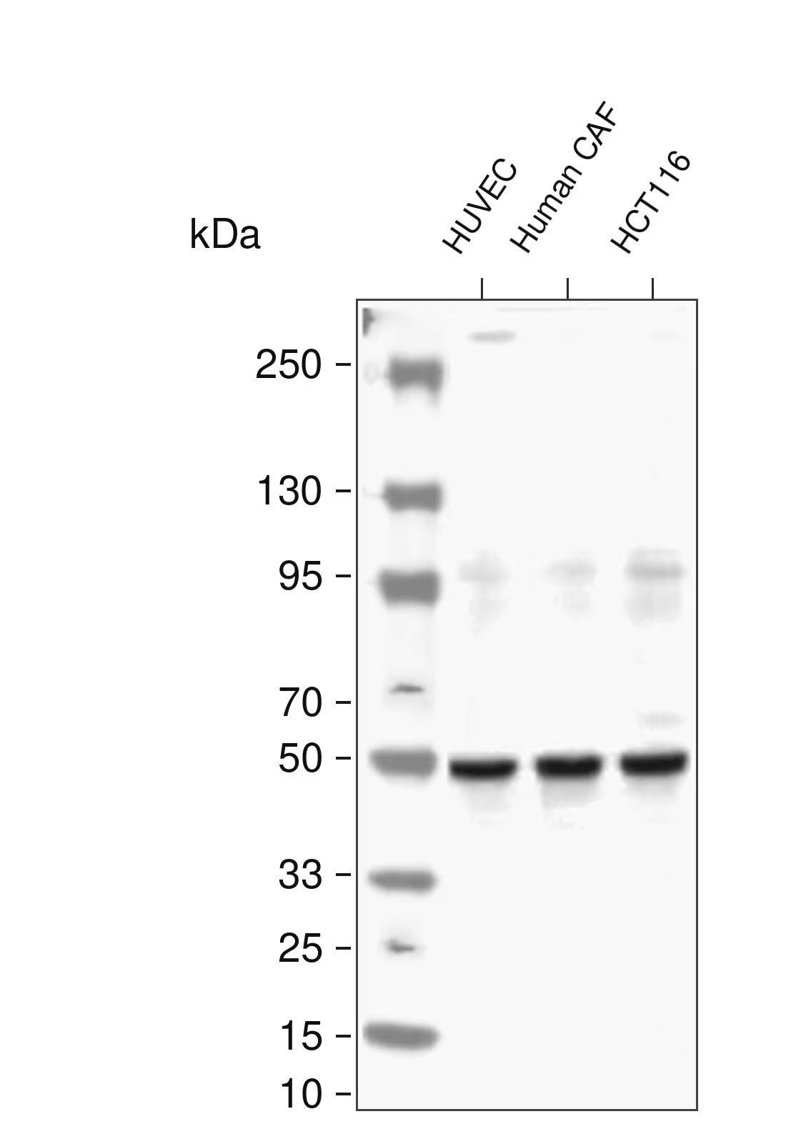 &gamma; Tubulin  Rabbit mAb