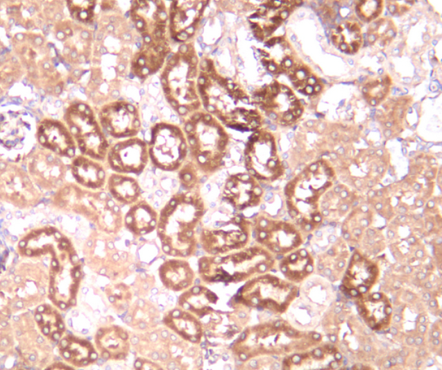 Beclin 1 Rabbit mAb