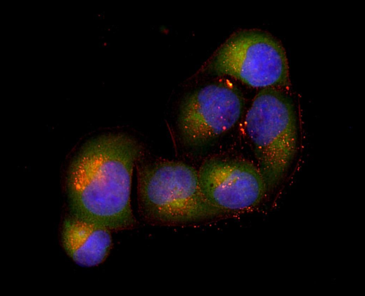 Peroxiredoxin 1 Rabbit mAb,staining hela cells