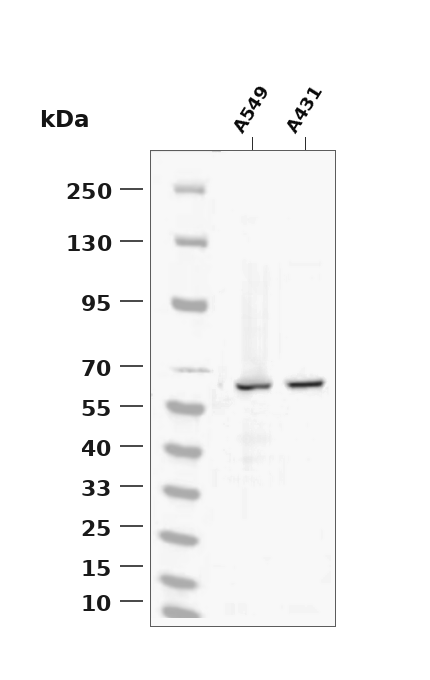 Phospho-TFEB (Ser142) pAb