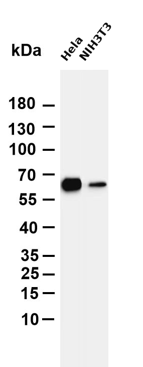 AMPK &alpha;1 Rabbit mAb