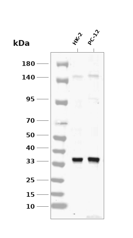 EIF2A Rabbit mAb