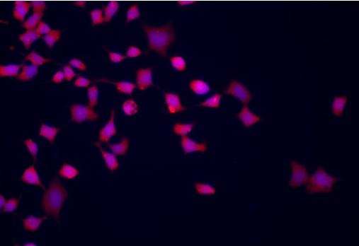 CDC37 (Phospho Ser13) Rabbit mAb