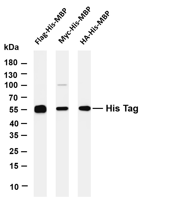 His Tag Rabbit mAb