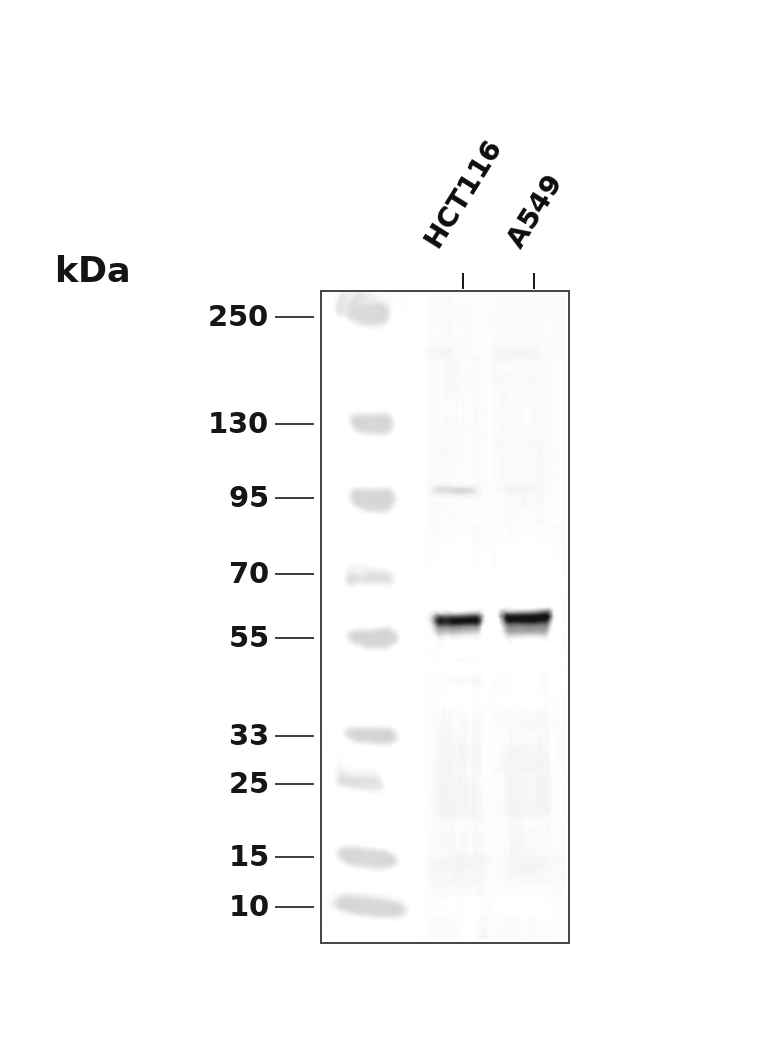 Cyclin B1 Rabbit mAb