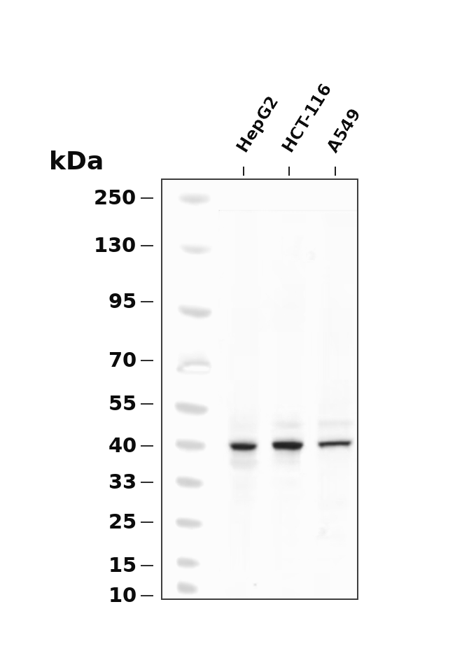 Jun B Rabbit mAb