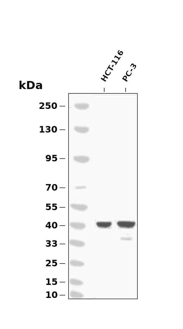 FRA1  Rabbit mAb