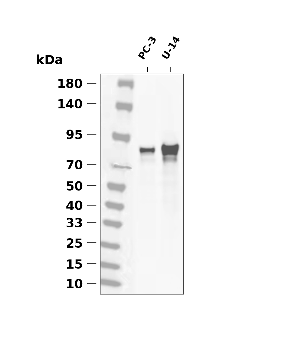 NR3C1 (Phospho-Ser226) Antibody