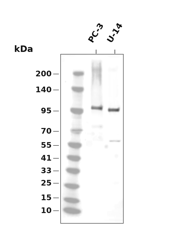 Retinoblastoma Rabbit pAb