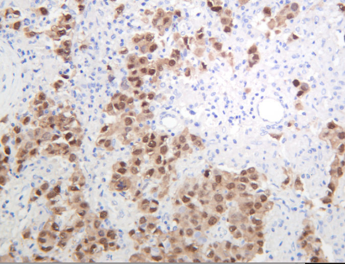 Oct-4 Rabbit mAb