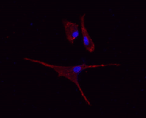 CD9 Rabbit mAb