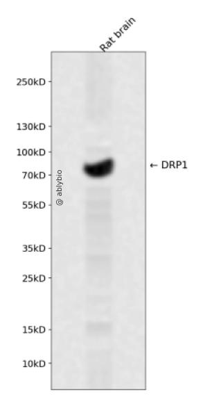 Phospho-DRP1 (Ser529) pAb