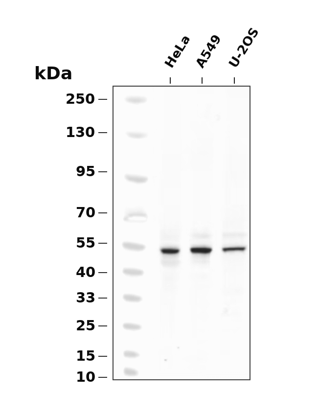 Jun B Rabbit mAb