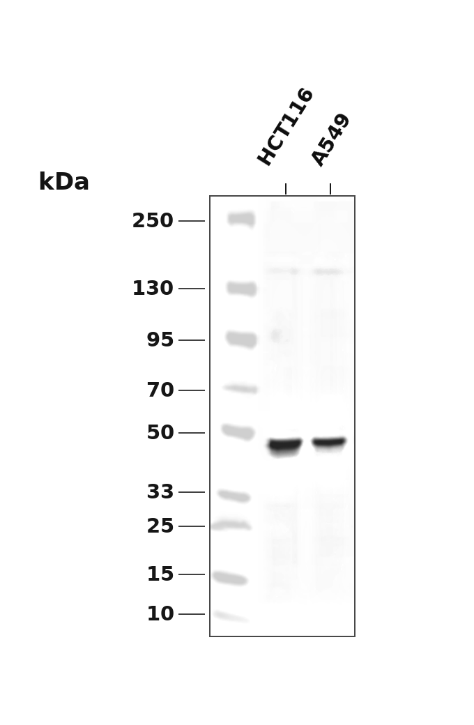 Cyclin E1 Rabbit mAb