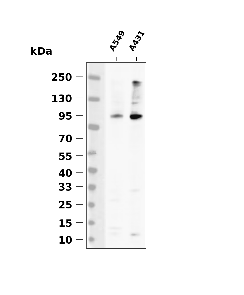Phospho-PI 3 kinase p110&alpha; (Tyr317) Antibody