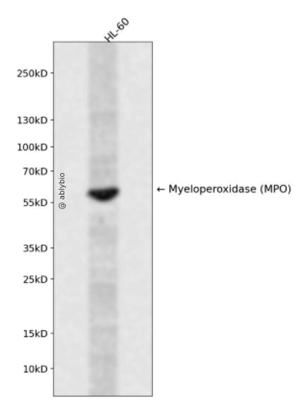 Myeloperoxidase (YD32454) Rabbit mAb