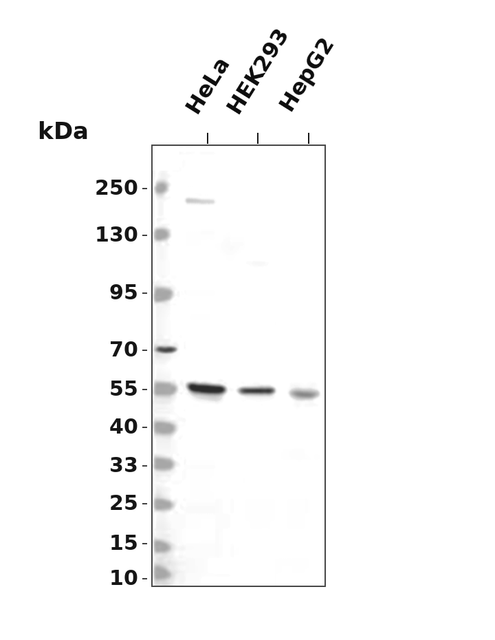 MLKL Rabbit mAb