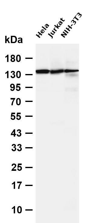 SMC3  Rabbit mAb