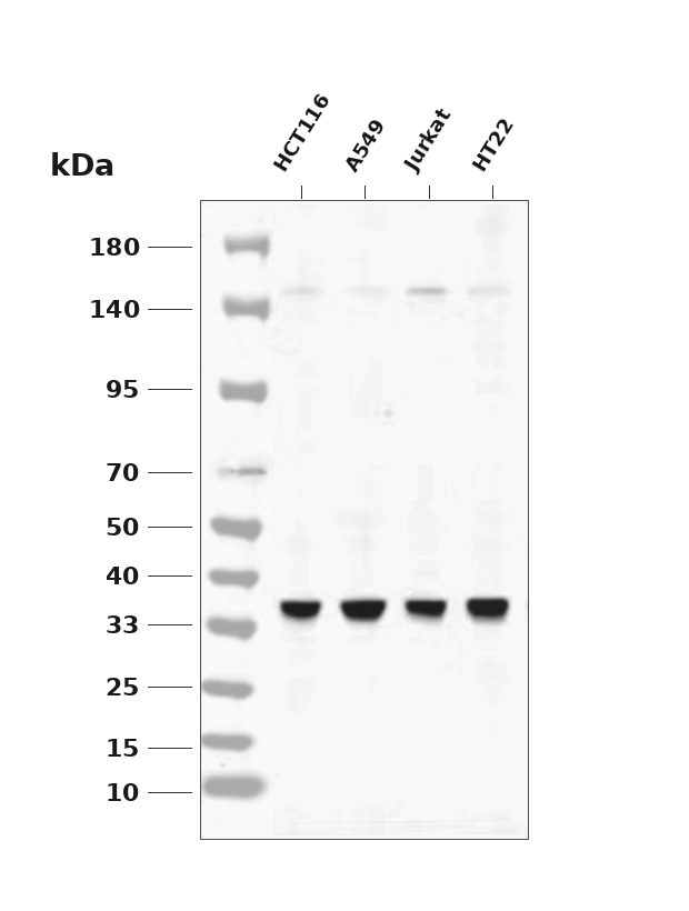 eIF2&alpha; Rabbit mAb