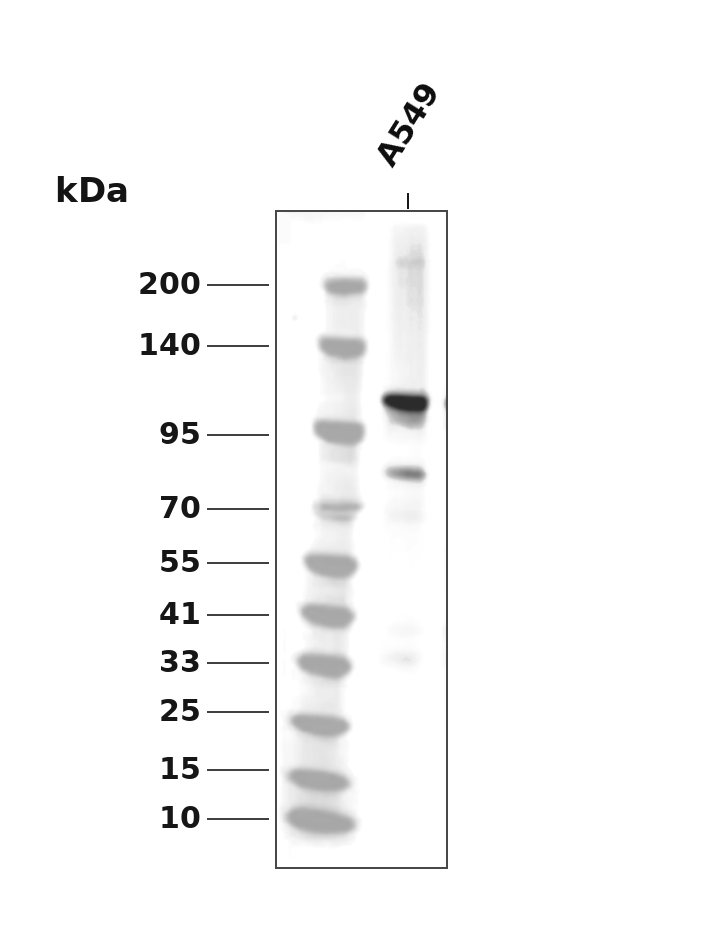 Phospho-Retinoblastoma (Ser788) pAb