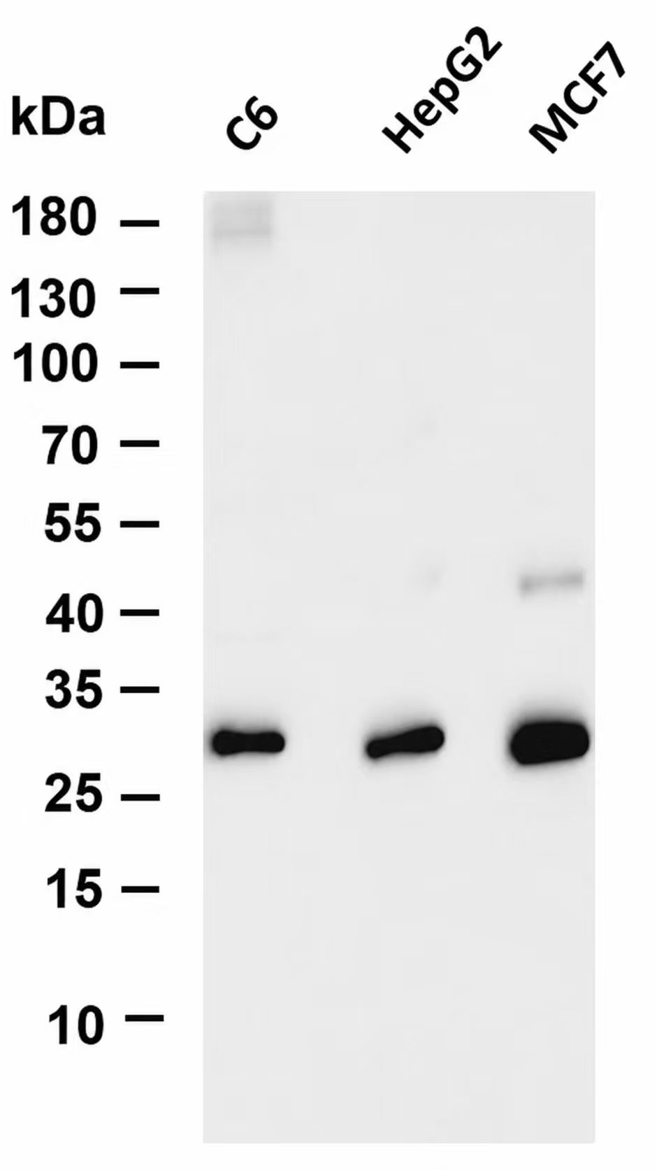 CHOP Rabbit mAb