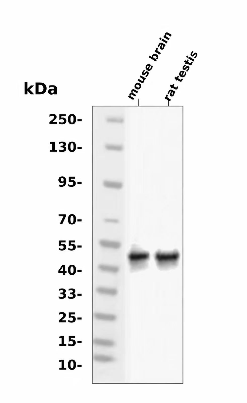 NECAB3 Antibody