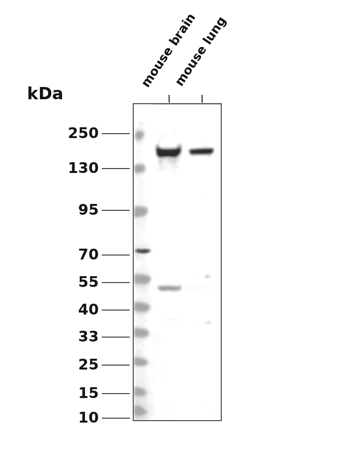 CD19 Rabbit mAb