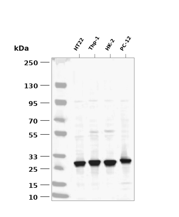NQO1 Rabbit mAb