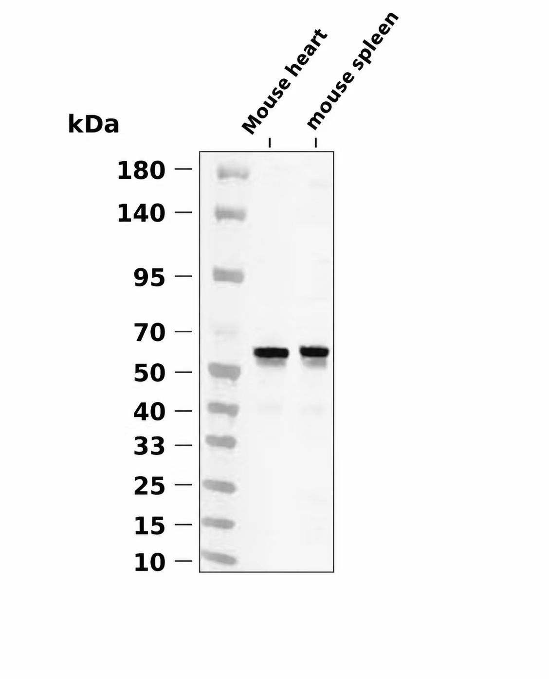 PINK1  Rabbit mAb