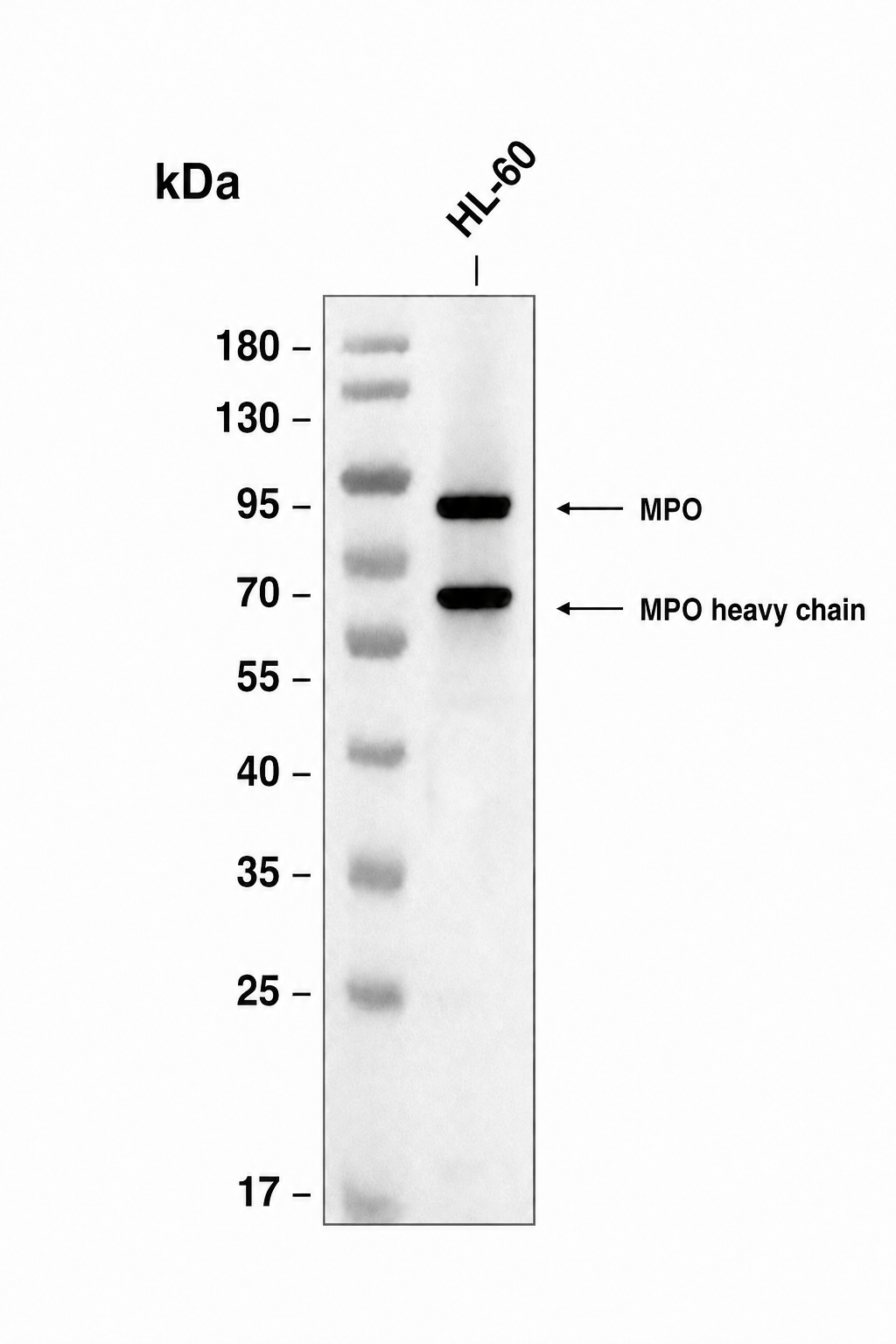 Myeloperoxidase Rabbit mAb