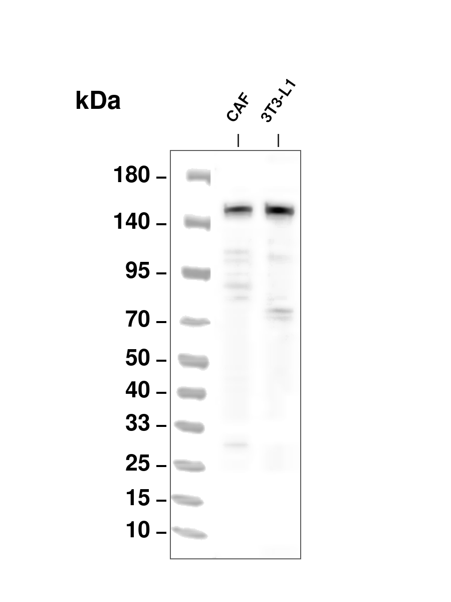 Collagen I (YD21091) Rabbit mAb