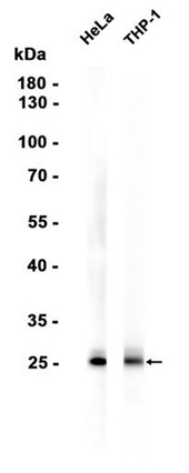 Phospho-Bcl-2 (Thr56)  Rabbit pAb