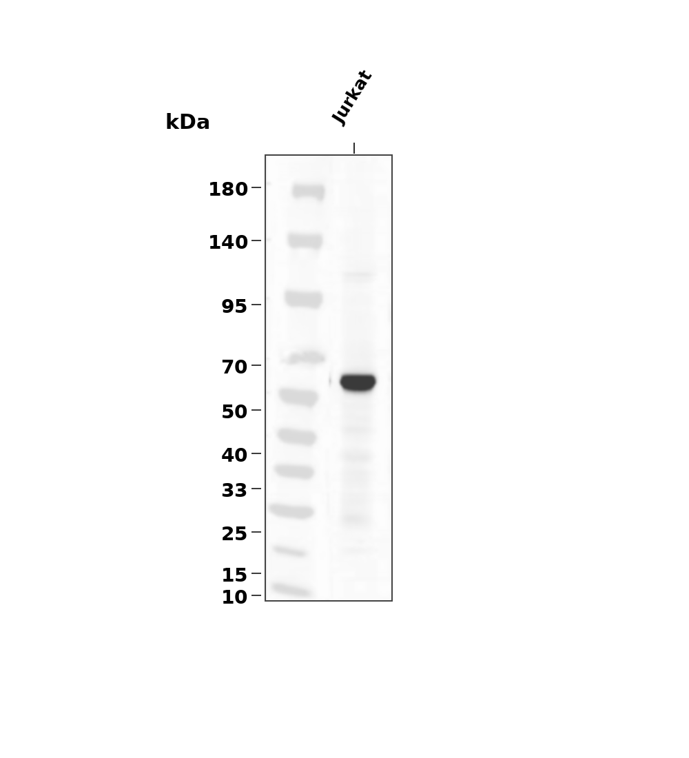 Phospho-Smad2 (Ser467) pAb