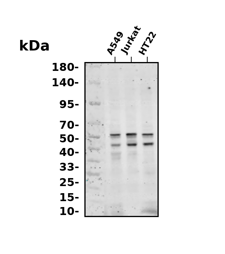 JNK1/2/3 (Phospho Thr183/Thr183/Thr221)  Rabbit mAb