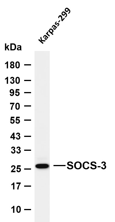 SOCS-3 Rabbit mAb