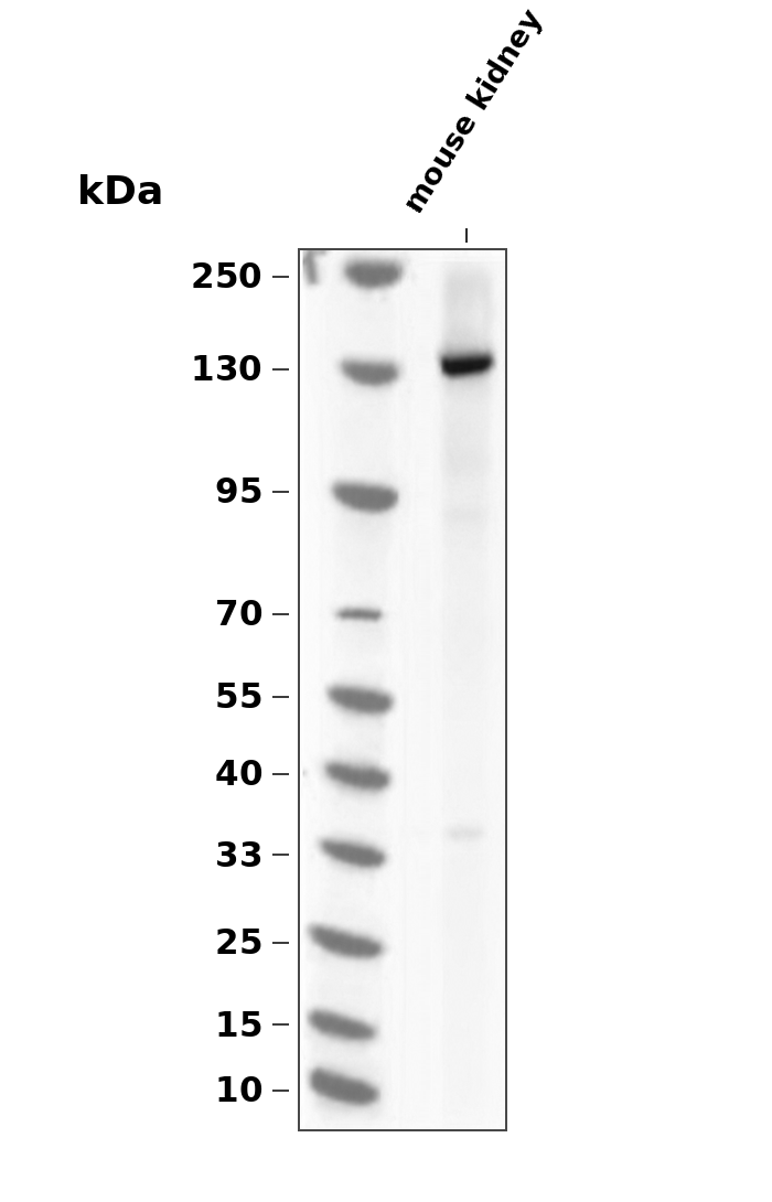 Phospho-eNOS (Ser1177) (YD16960) Rabbit mAb