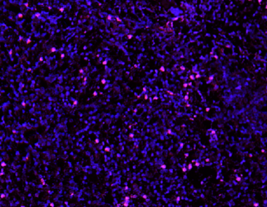 Ly6g Rabbit mAb