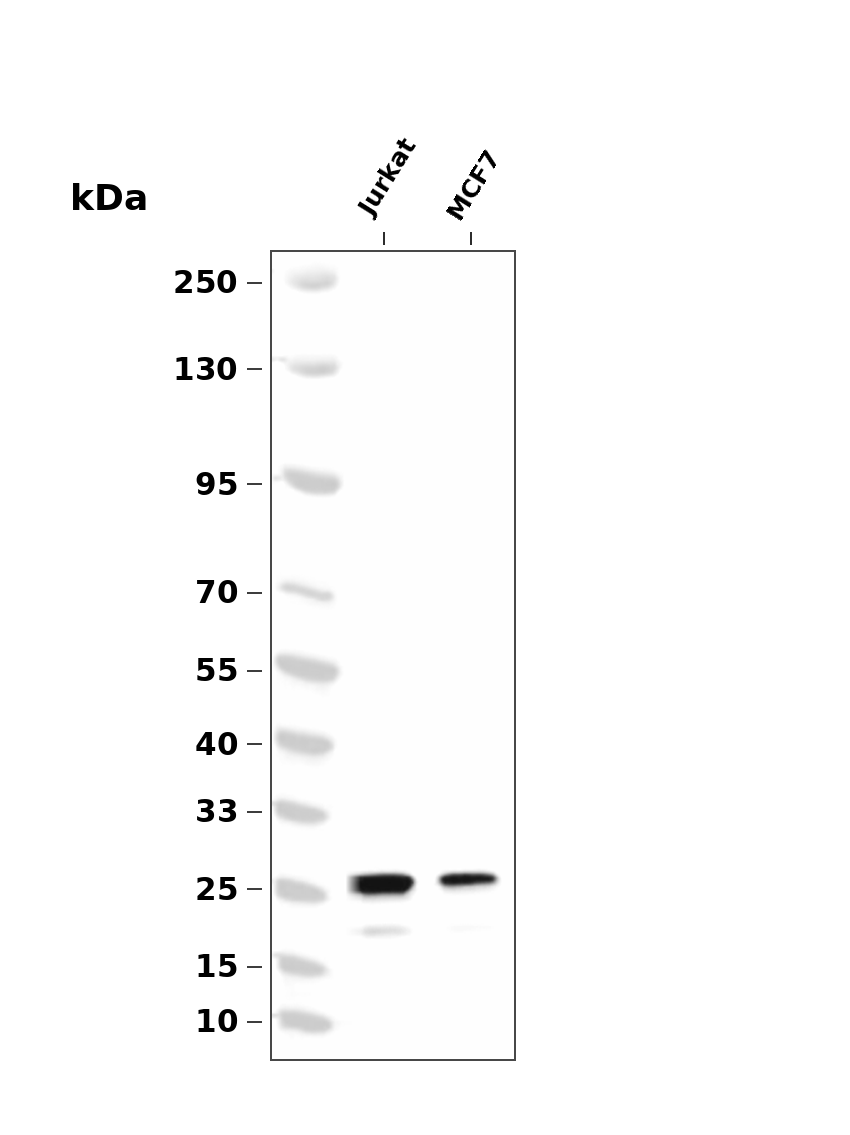 p27 KIP 1 (YD32366) Rabbit mAb