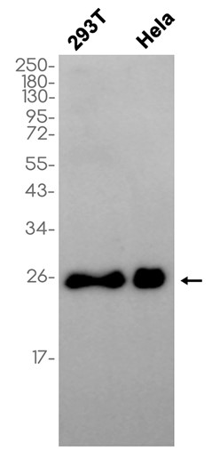 ATF-3 Rabbit mAb