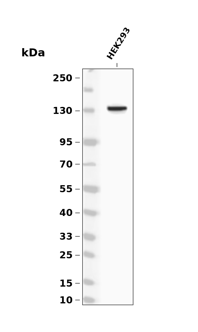 Phospho-PERK (Ser555) pAb