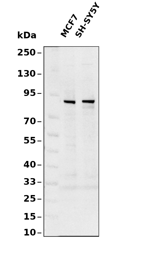 RFWD2 (Phospho-Ser387) Antibody