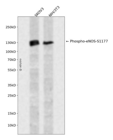 Phospho-eNOS (Ser1177) pAb