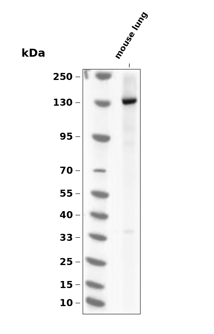 Phospho-eNOS (Ser114) pAb