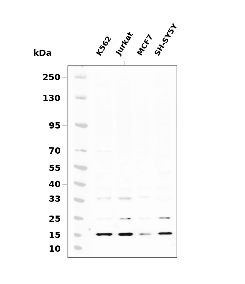 Histone H3 (Di Methyl Lys4) Rabbit mAb