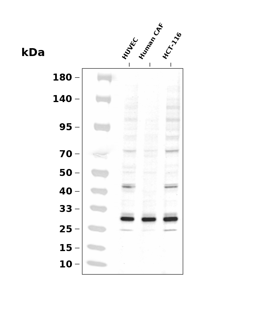 SIRT3 Rabbit mAb