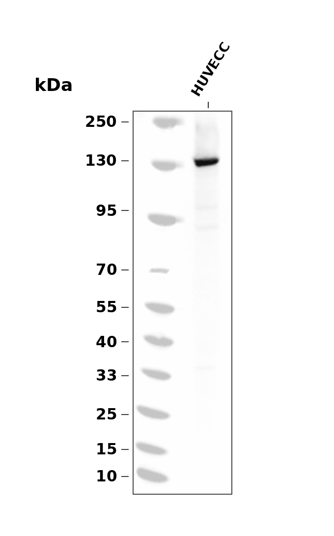 Phospho-eNOS (Ser615) pAb