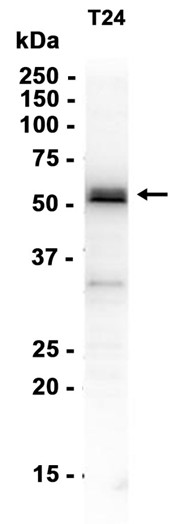 Phospho-Smad3 (Ser425) pAb