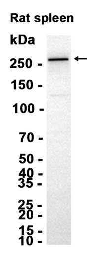 smooth muscle Myosin heavy chain 11 (YD15261) Rabbit mAb